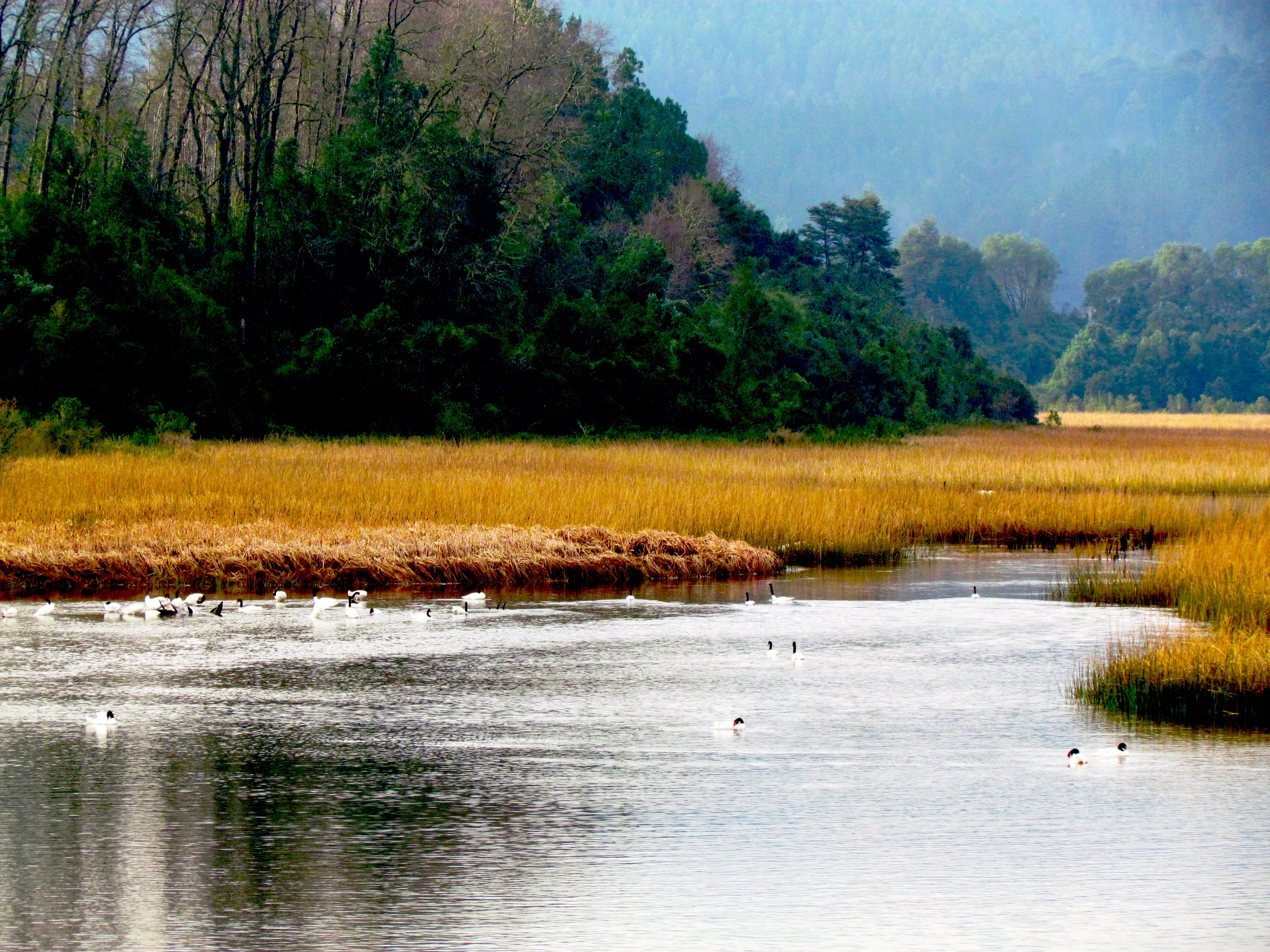 Río Cruces, Valdivia